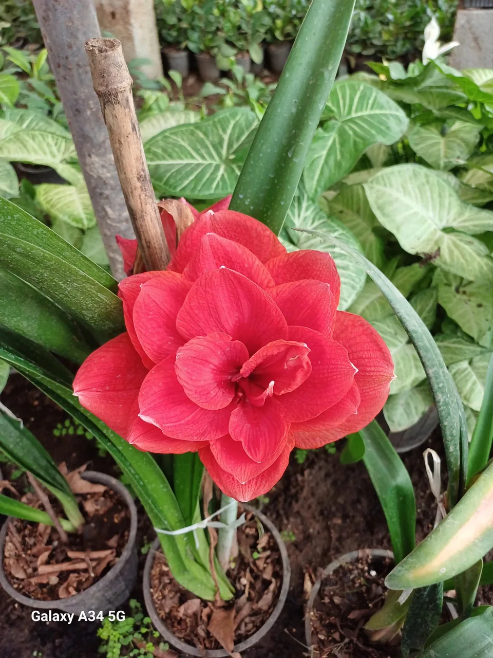 گل و گیاه نیری - تصویر 4