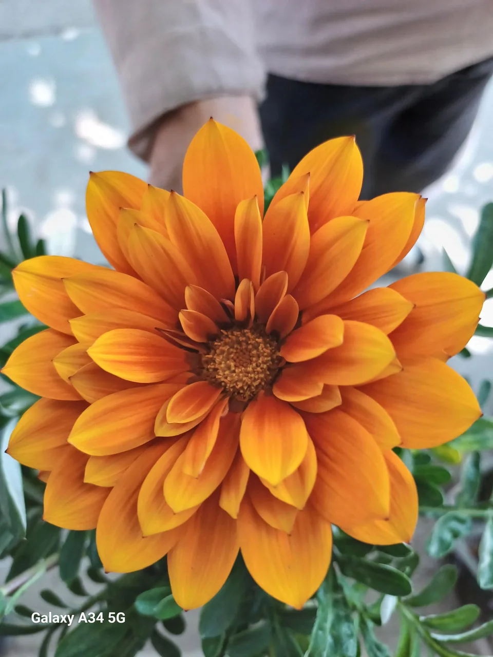 گل و گیاه نیری - تصویر 5