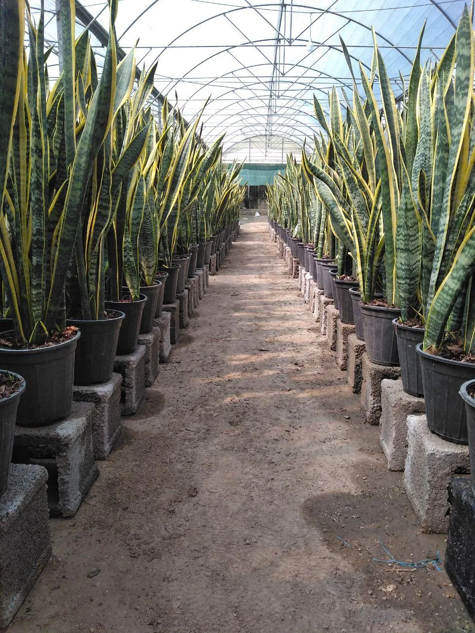 گلخانه پاشایی