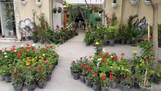 تولیدی گل رز محمدی