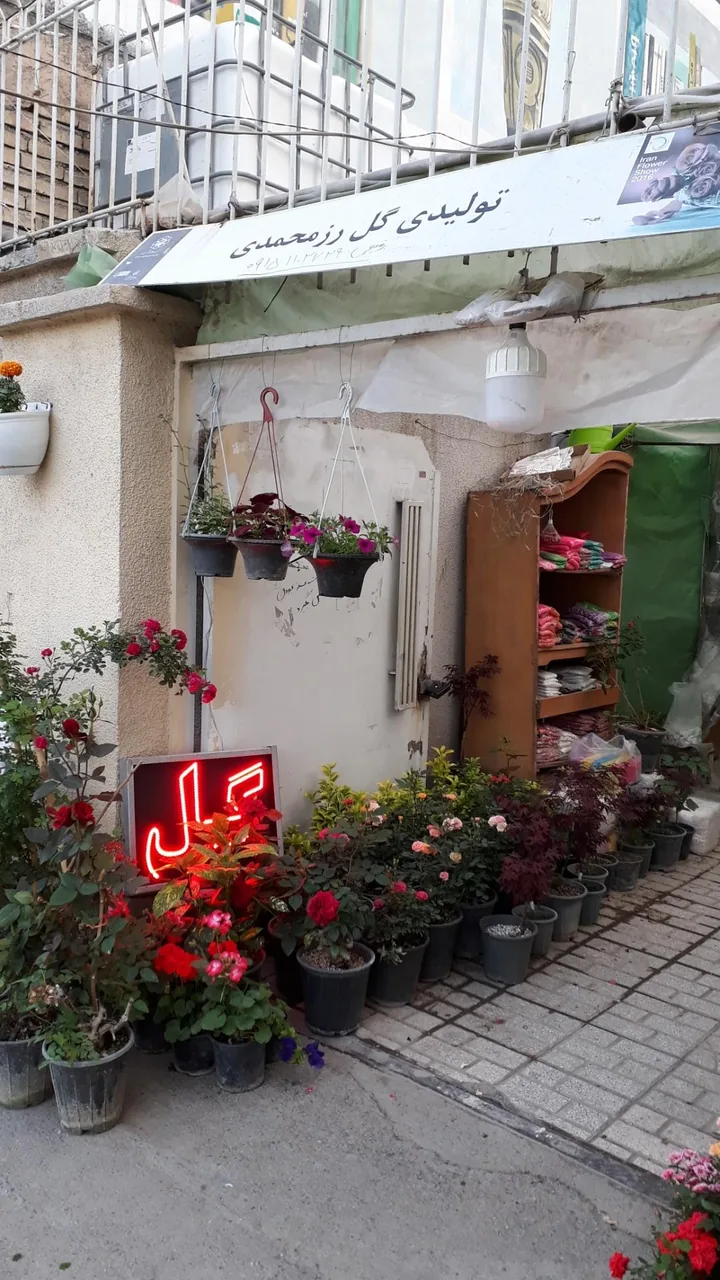 تولیدی گل رز محمدی - تصویر 2