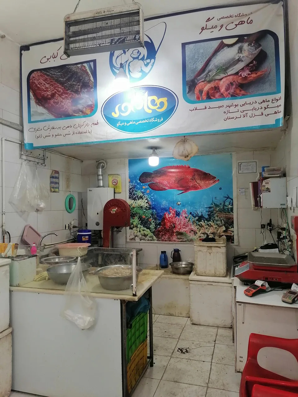 ماهی و میگو هامور - تصویر 2
