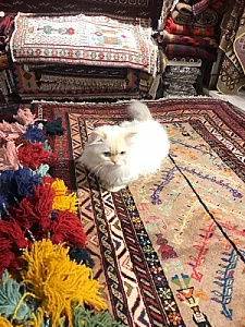پرشین راگ