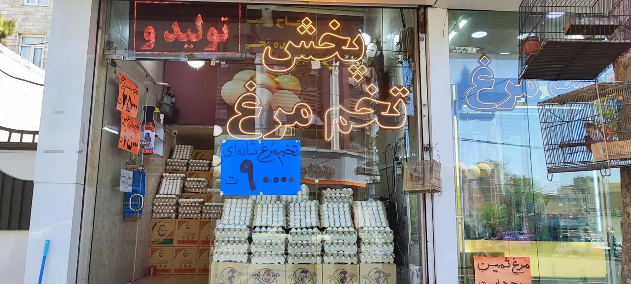 پخش تخم‌مرغ فلامینگو - تصویر 3