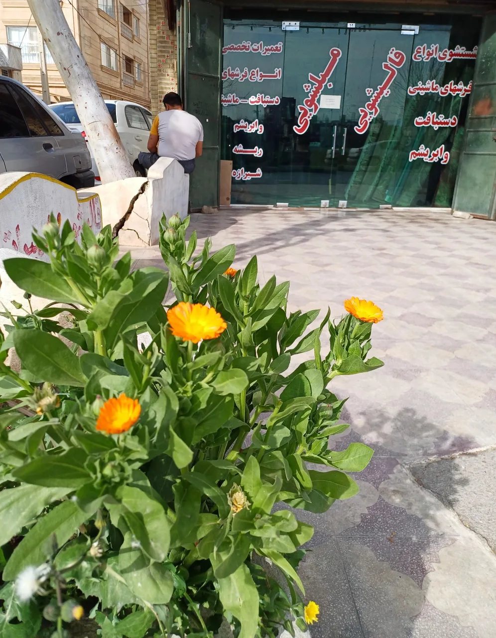 قالیشویی حافظ شیراز - تصویر 2