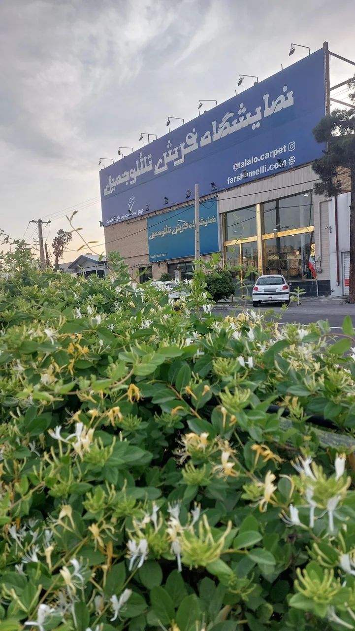 خانه فرش تلالو جمیل - فرش و موکت در قم - تصویر 2