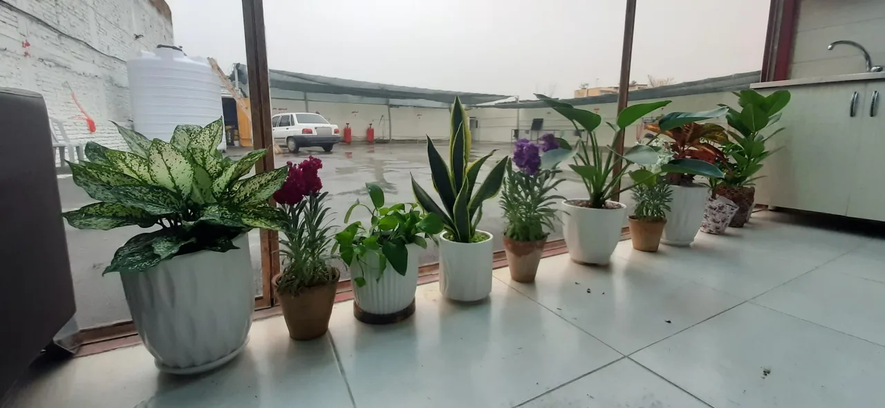کارواش بخار شاهان - تصویر 3