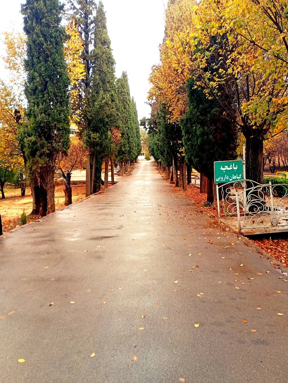 دانشکده داروسازی شیراز - تصویر 3