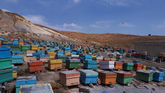 عسل فروشی برداران یعقوبی