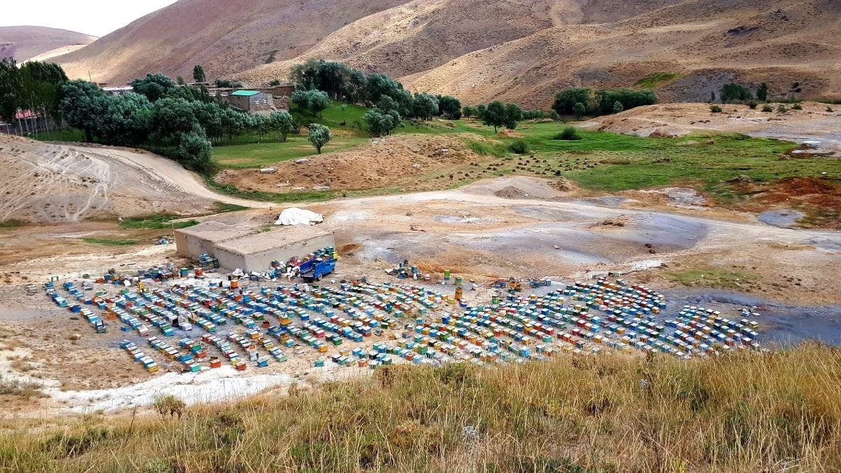 عسل فروشی برداران یعقوبی - تصویر 3
