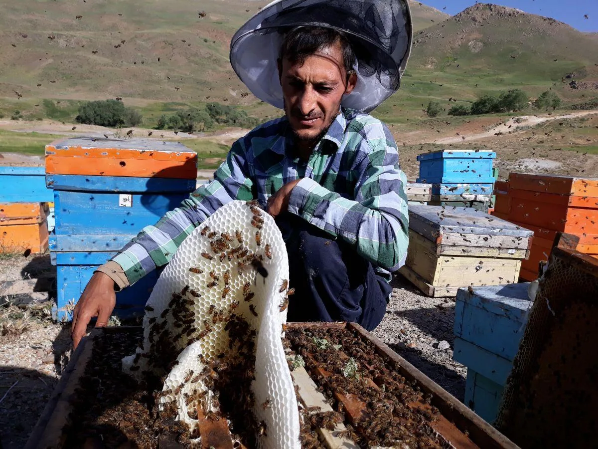 عسل فروشی برداران یعقوبی - تصویر 4