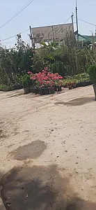 گلسرای سوسن
