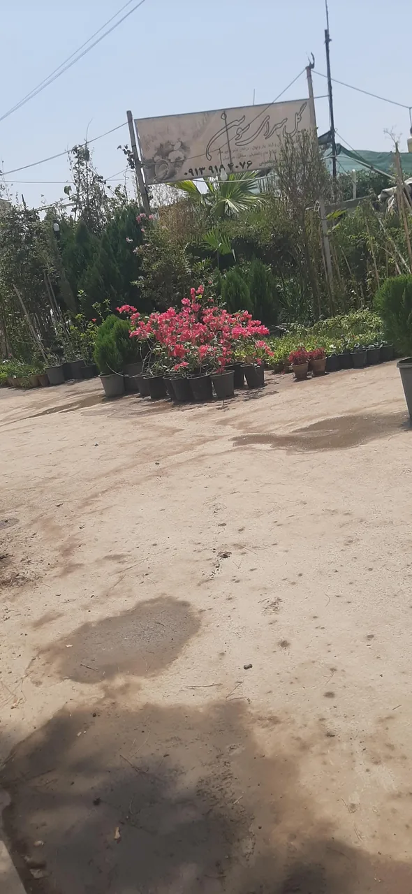 گلسرای سوسن - گل‌فروشی در یزد