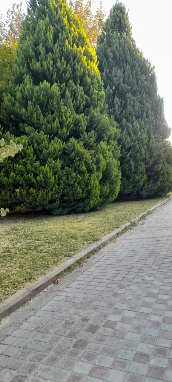 دانشکده علوم ورزشی و تربیت بدنی - تصویر 3