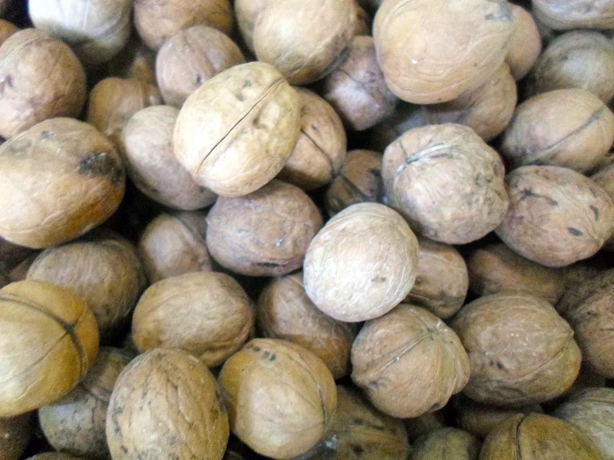 فروشگاه آجیل و خشکبار تک - تصویر 3