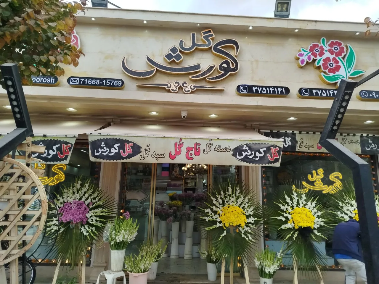 گل کورش