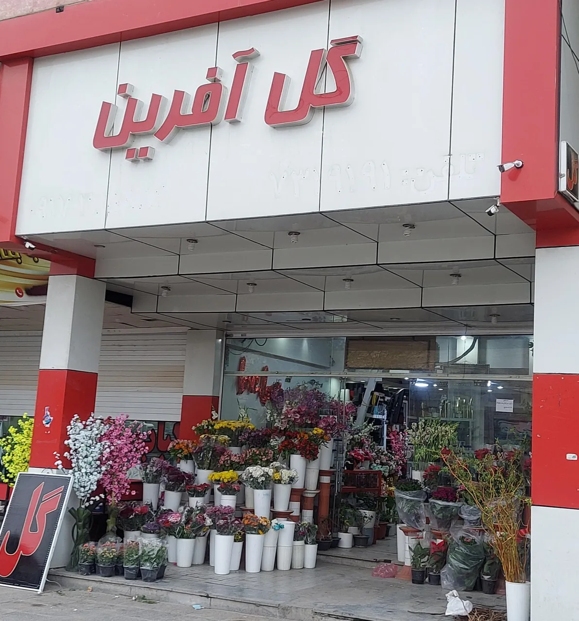 گل آفرین