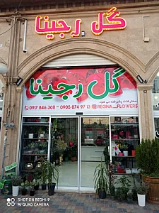 گل رجینا