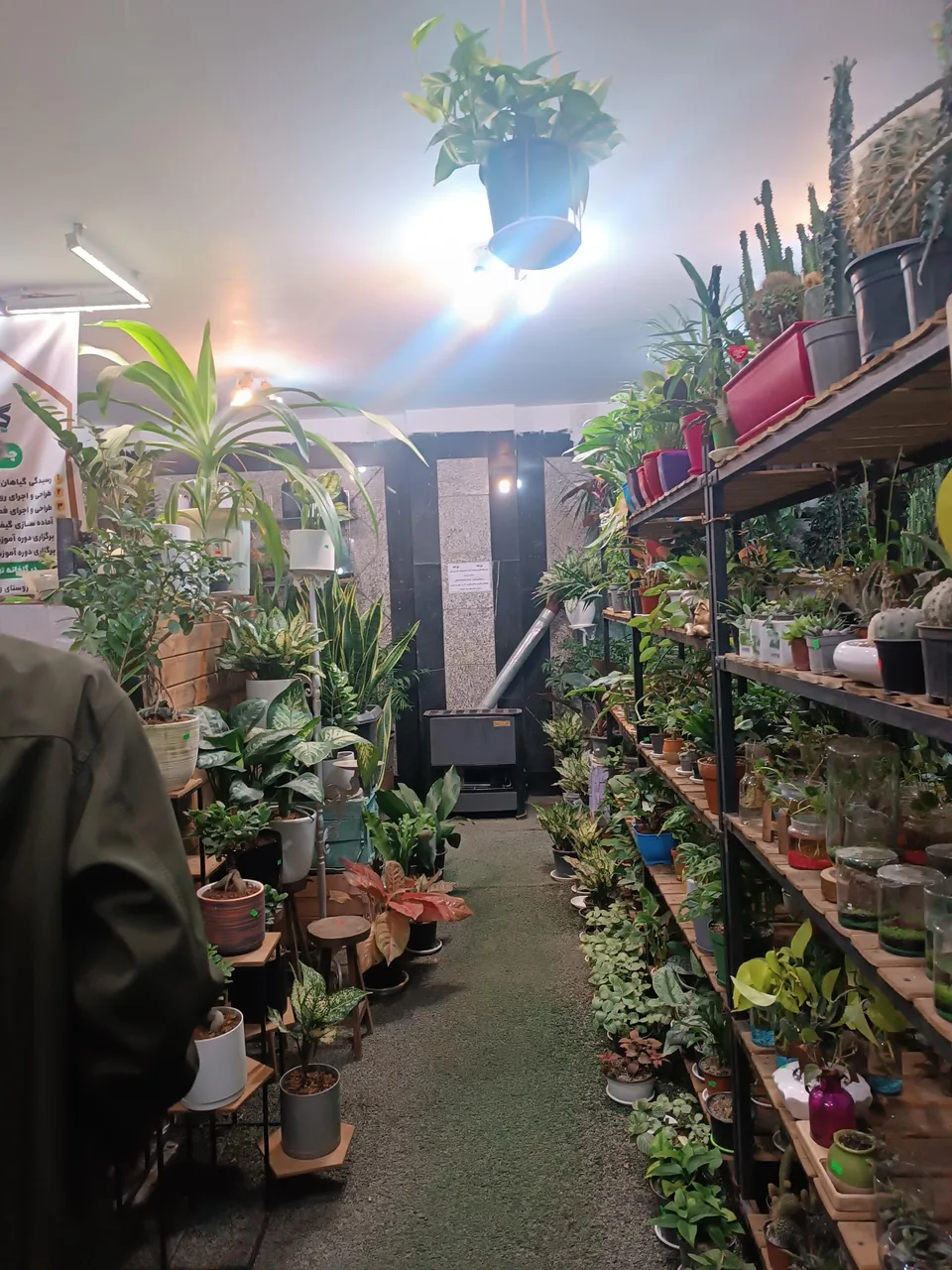 گل در خانه - تصویر 4