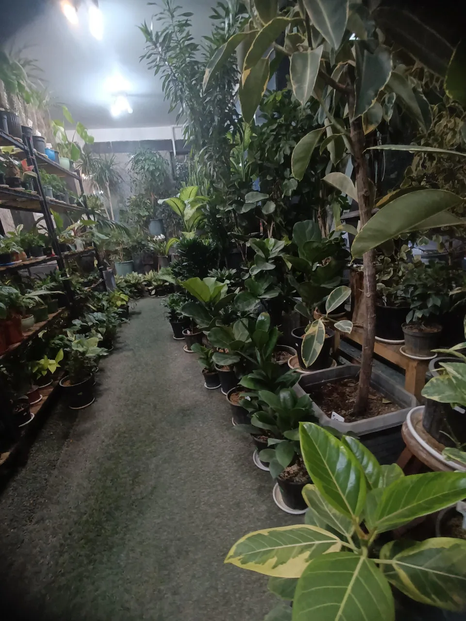 گل در خانه - تصویر 5