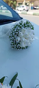 گلفروشی آرالیا