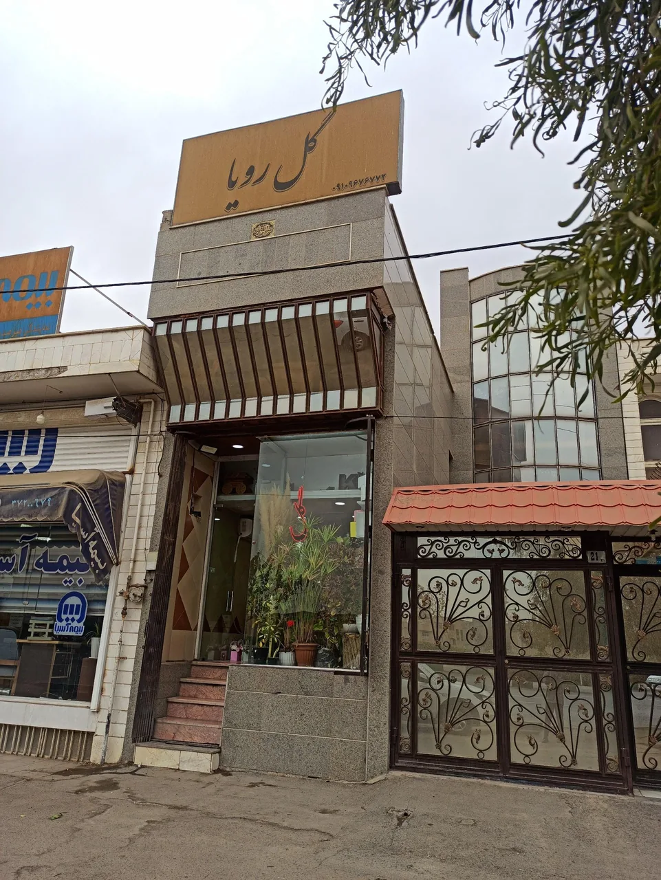گل رویا - تصویر 2