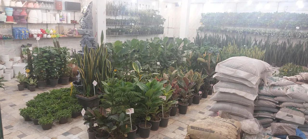گل و گیاه لیلیوم - تصویر 2