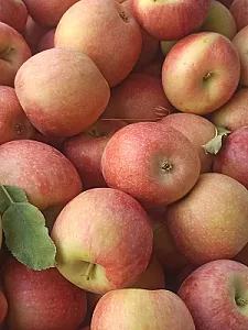 سبزی مارکت گل پونه