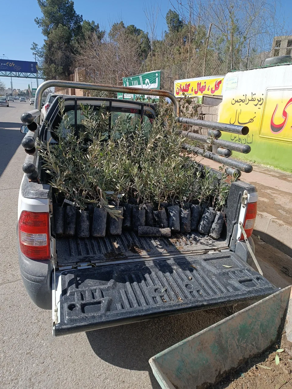 نهالستان و گلخانه دکتر ایزدی - تصویر 4