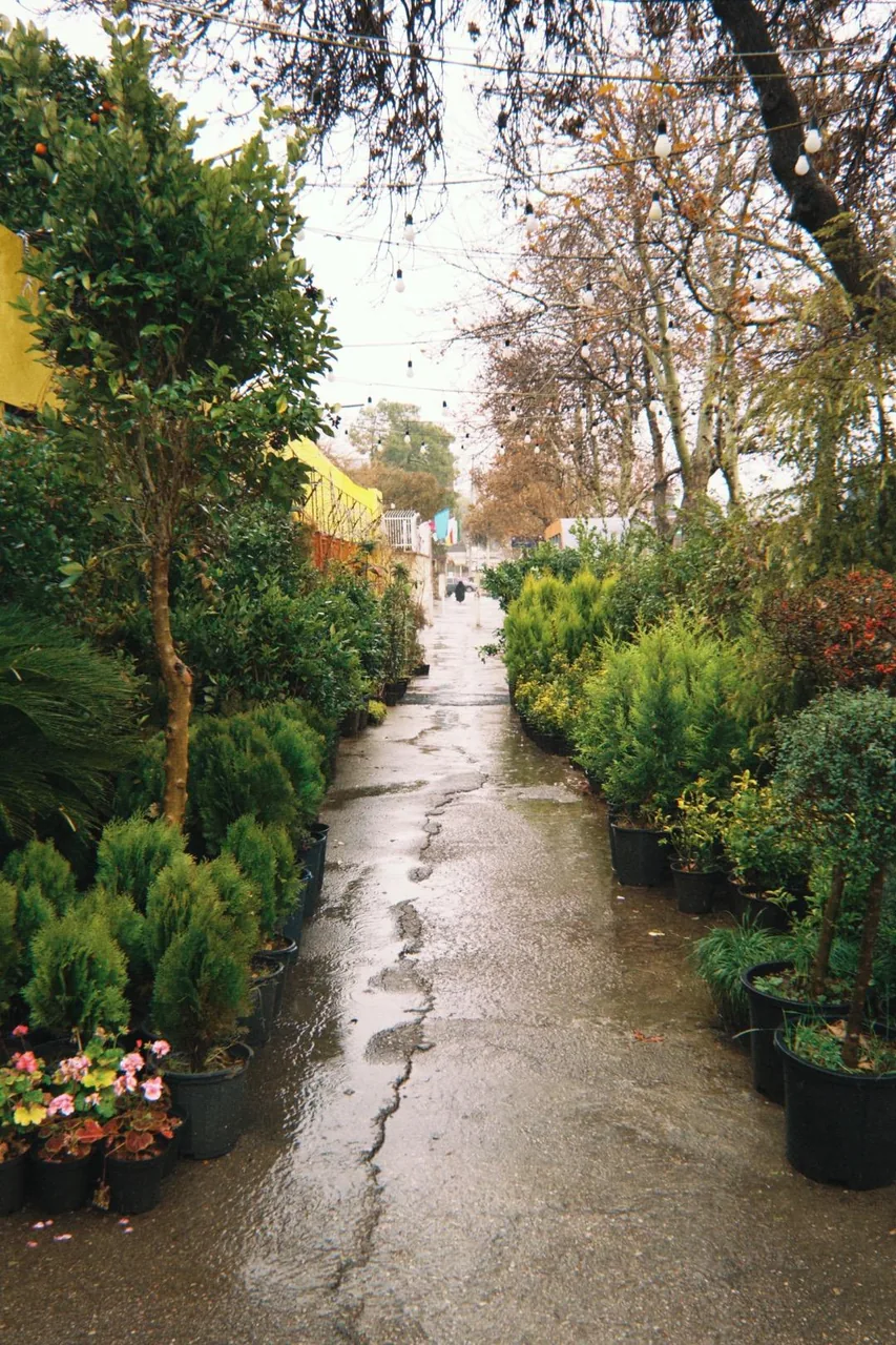 گلخانه گلستان - تصویر 5