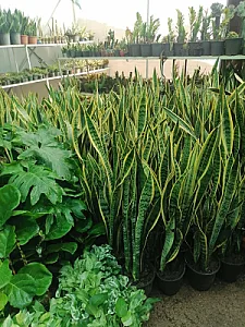 گلخانه هیوا