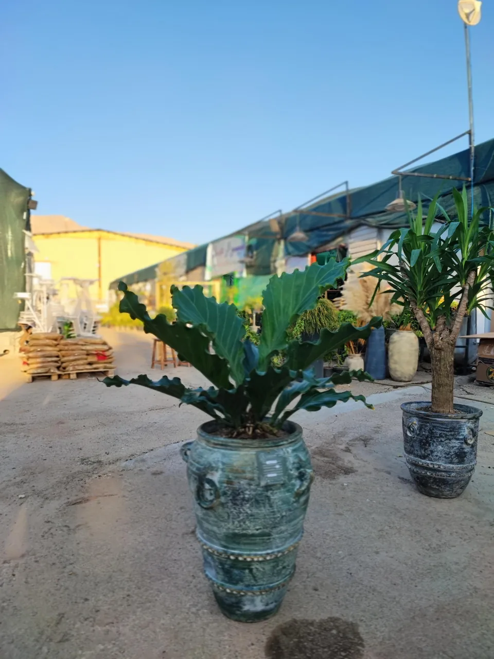 بازار گل و گیاه پردیس فارس - تصویر 5