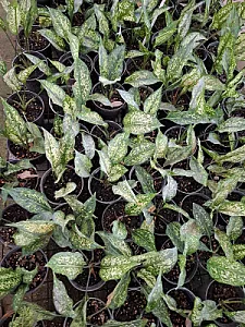 گلخانه طهماسبی