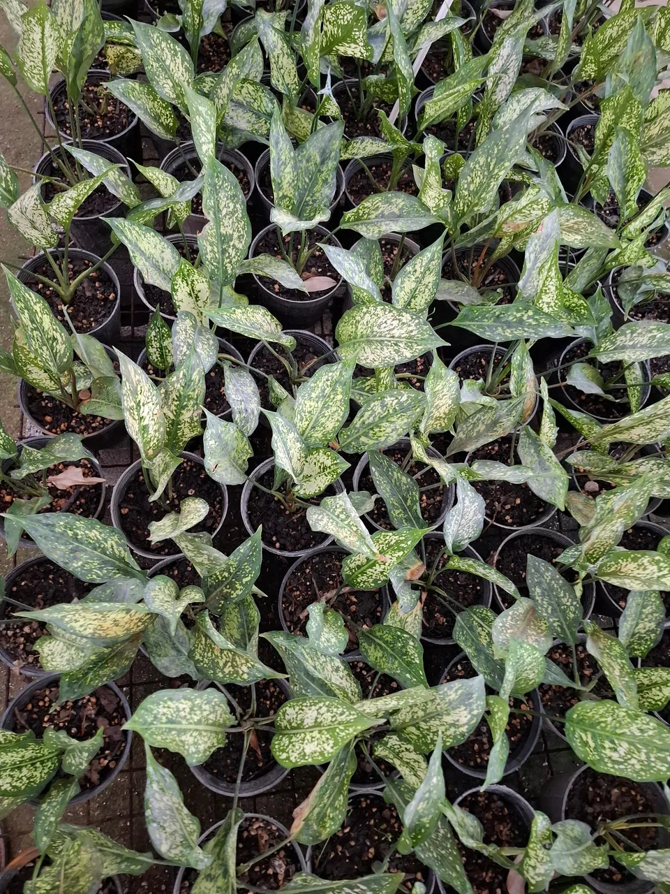 گلخانه طهماسبی