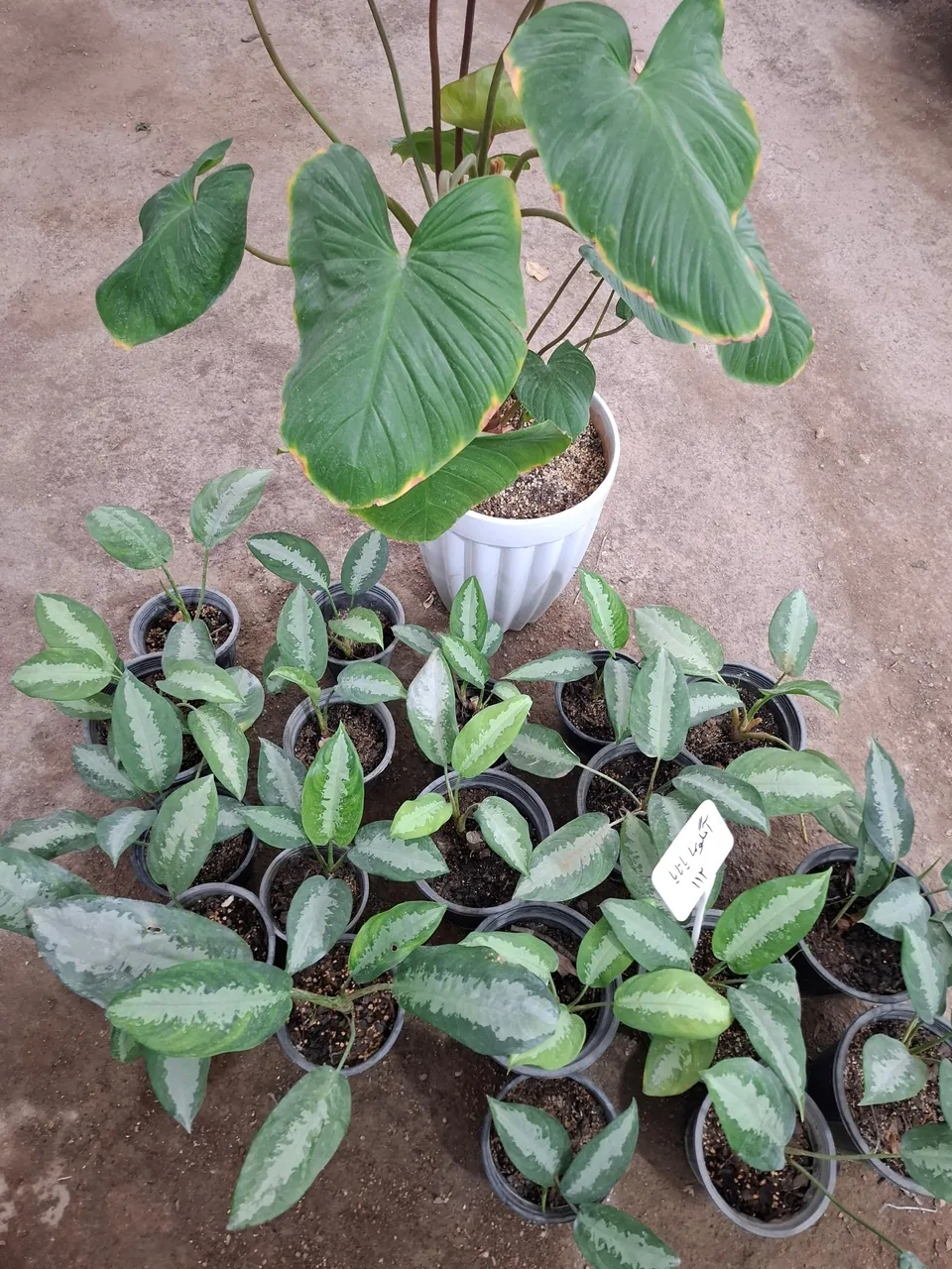 گلخانه طهماسبی - تصویر 3