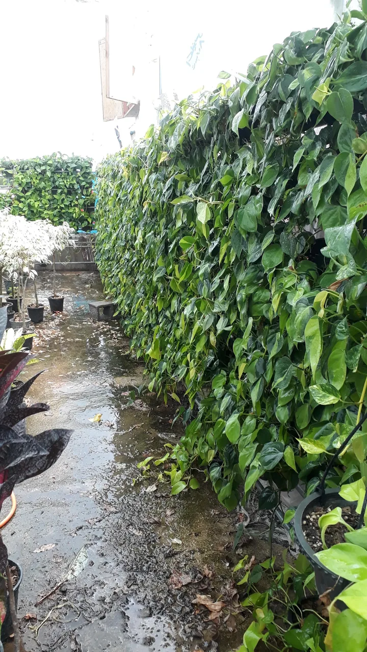 گلخانه طهماسبی - تصویر 5