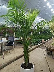 گلخانه صیادی