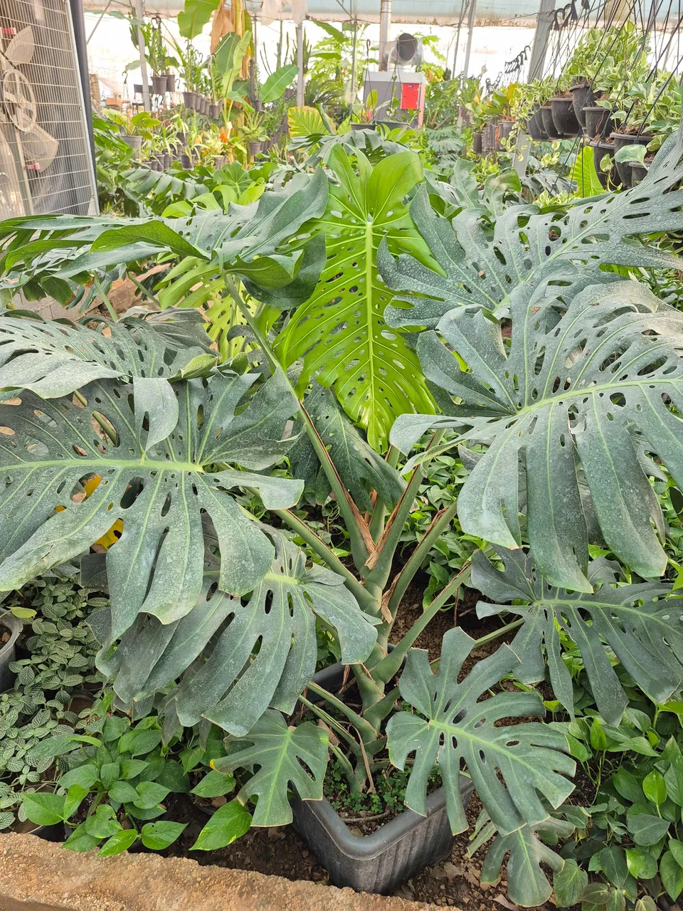 گلخانه صیادی - تصویر 5