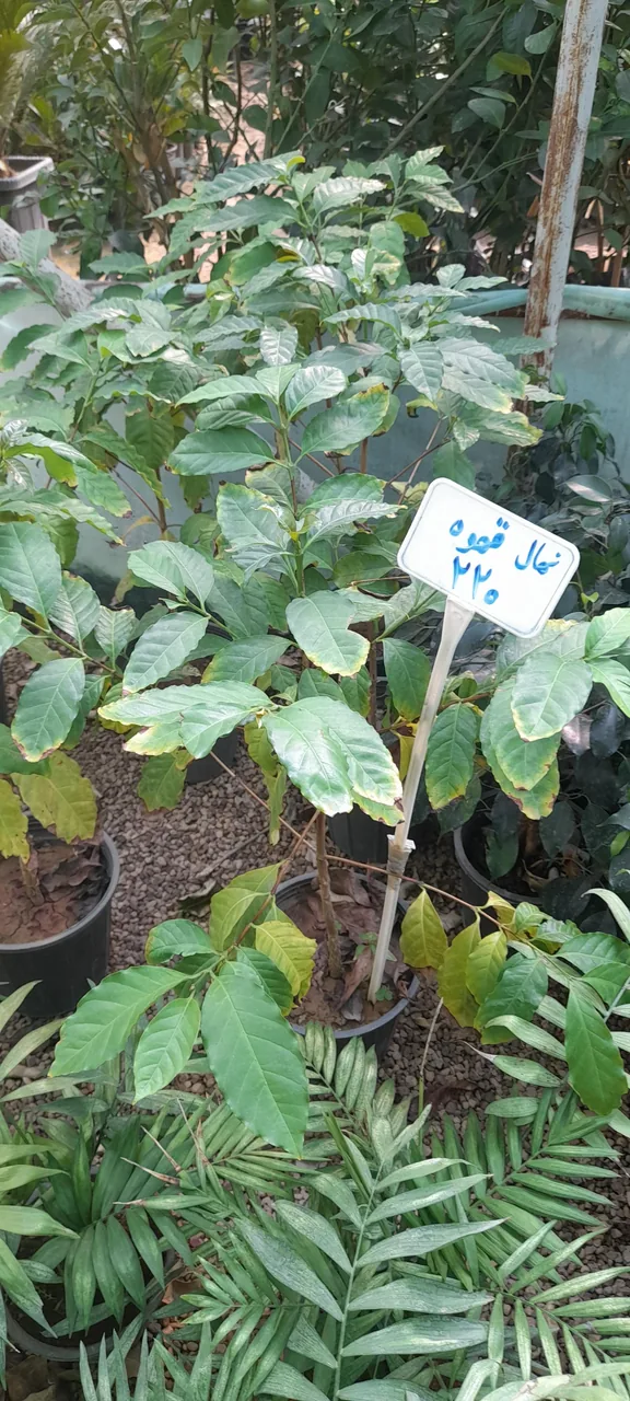 گلباغ و نهالستان مرکزی امیدی - تصویر 5