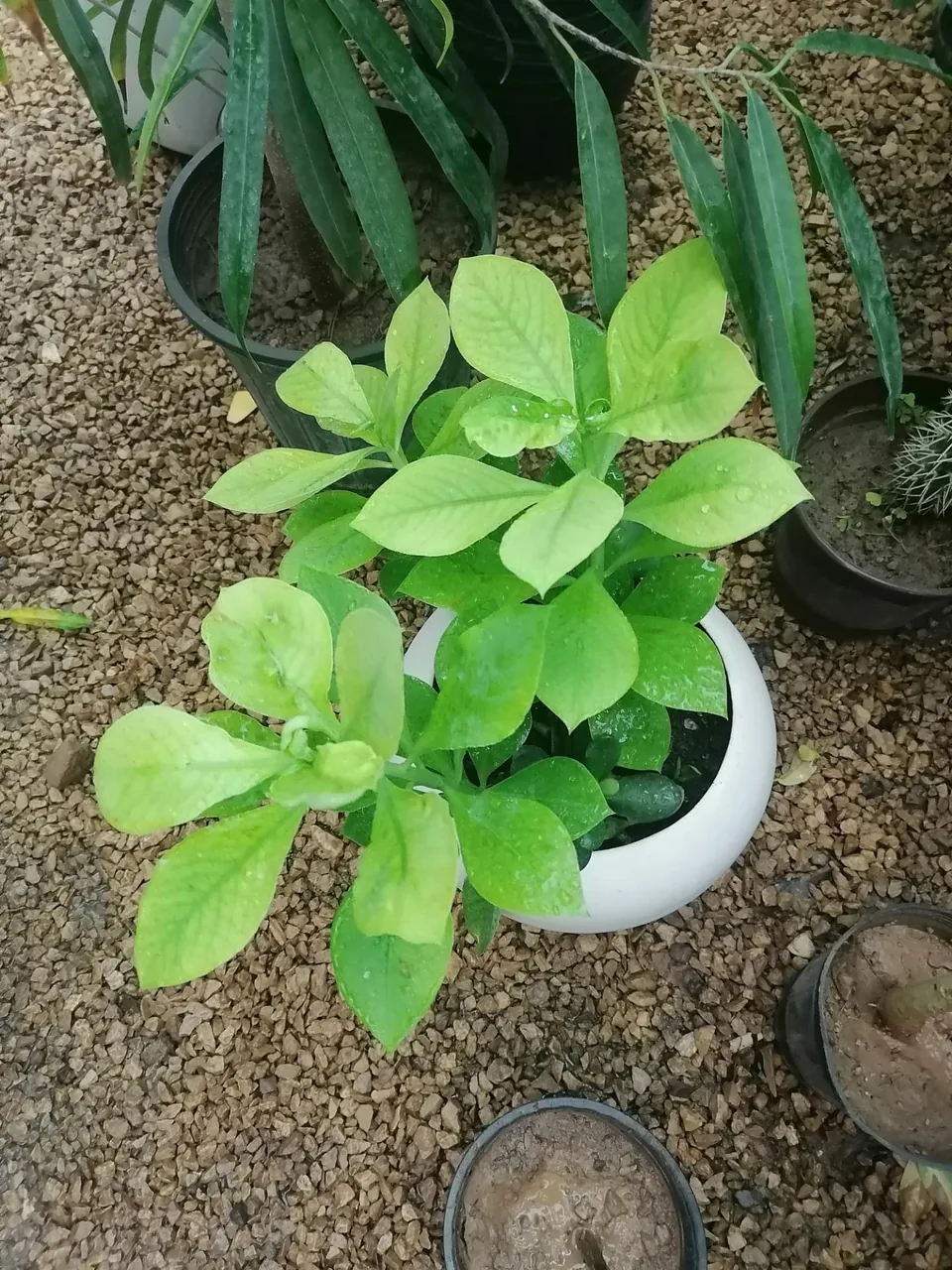 گلخانه اوای گلها - تصویر 2