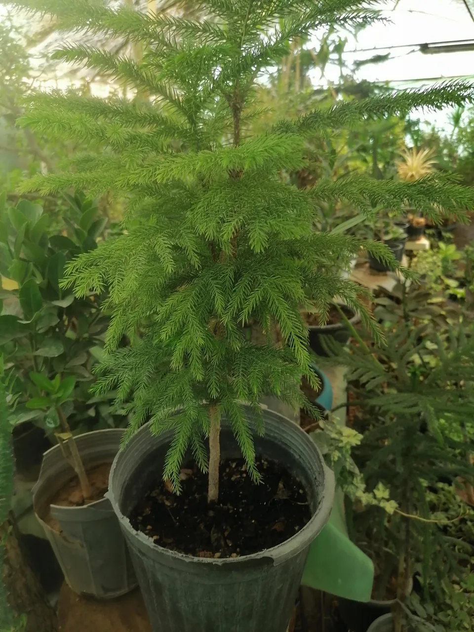 گلخانه اوای گلها - تصویر 3