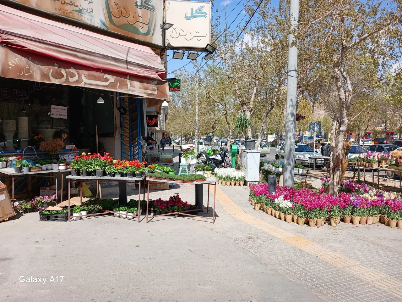 گل جردن - تصویر 2