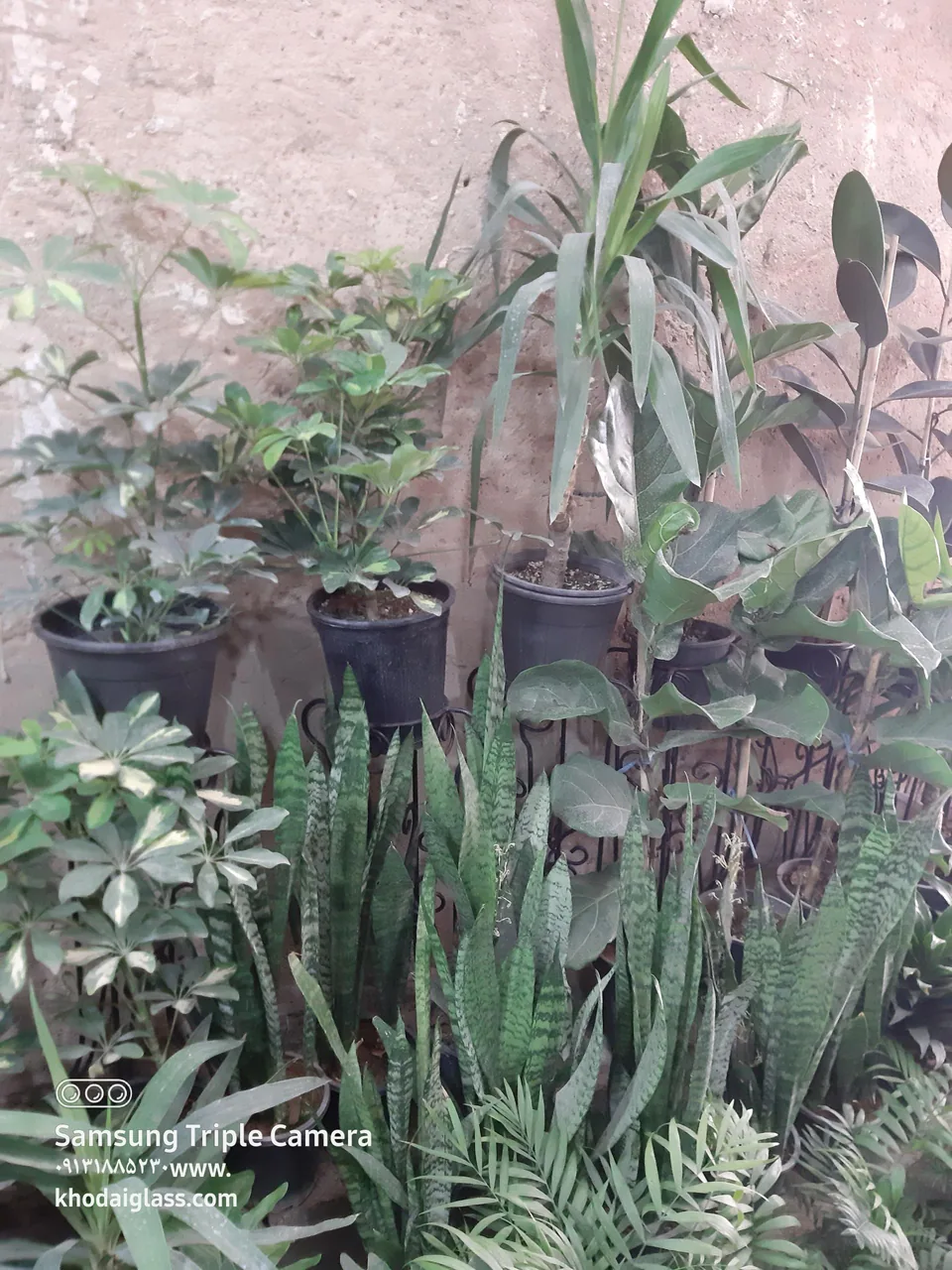 گل فروشی مهد گل - تصویر 4