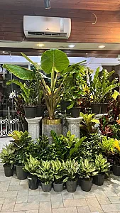 گلفروشی لوناگل