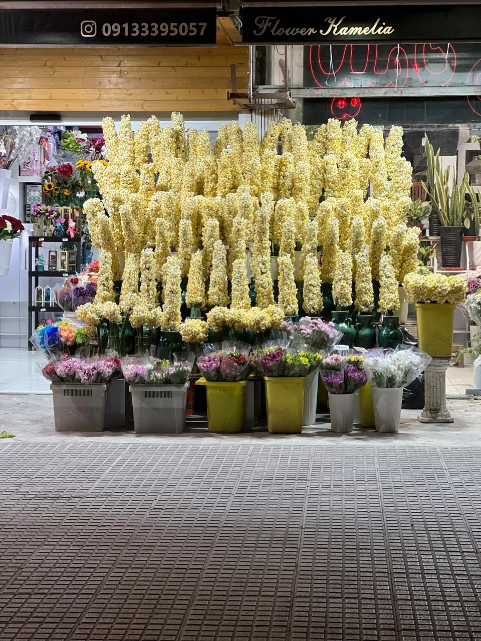 گل کاملیا - تصویر 2