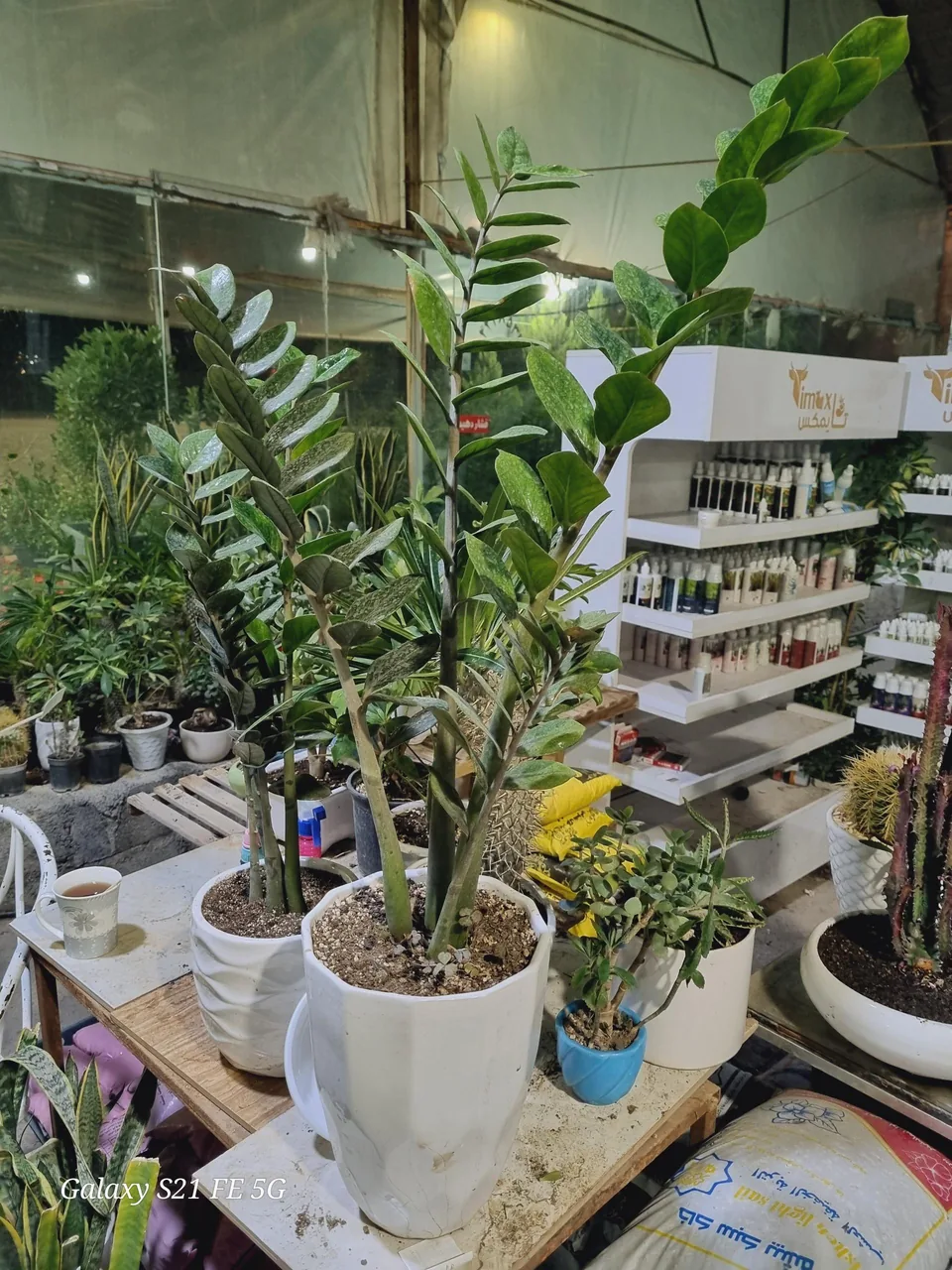 گلسرای بیشه - تصویر 3
