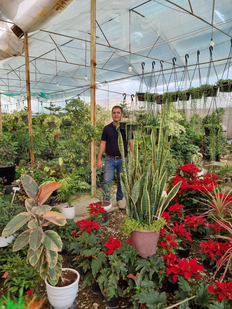 گلسرای بیشه - تصویر 4