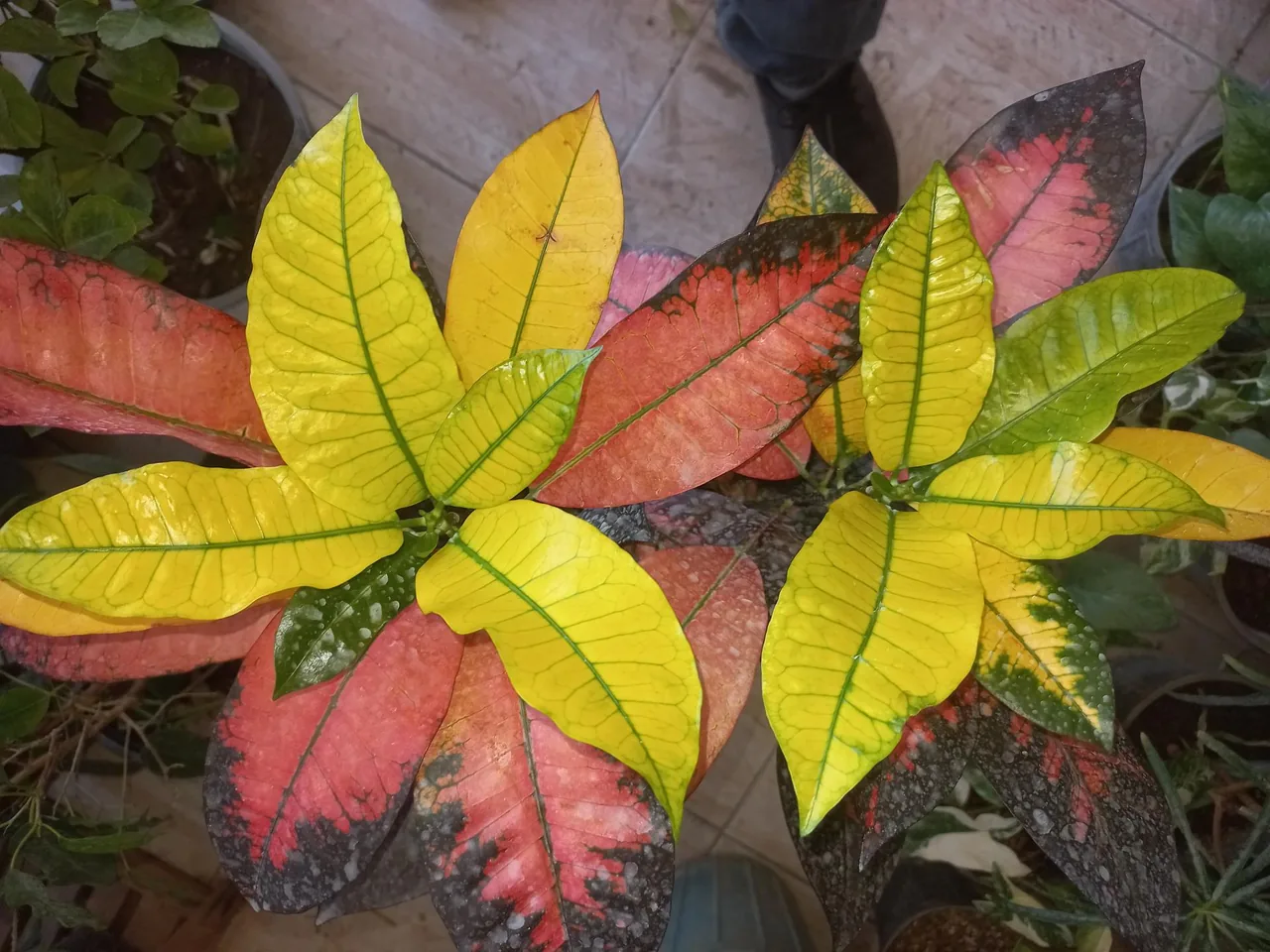 گلفروشی ناصر - تصویر 2