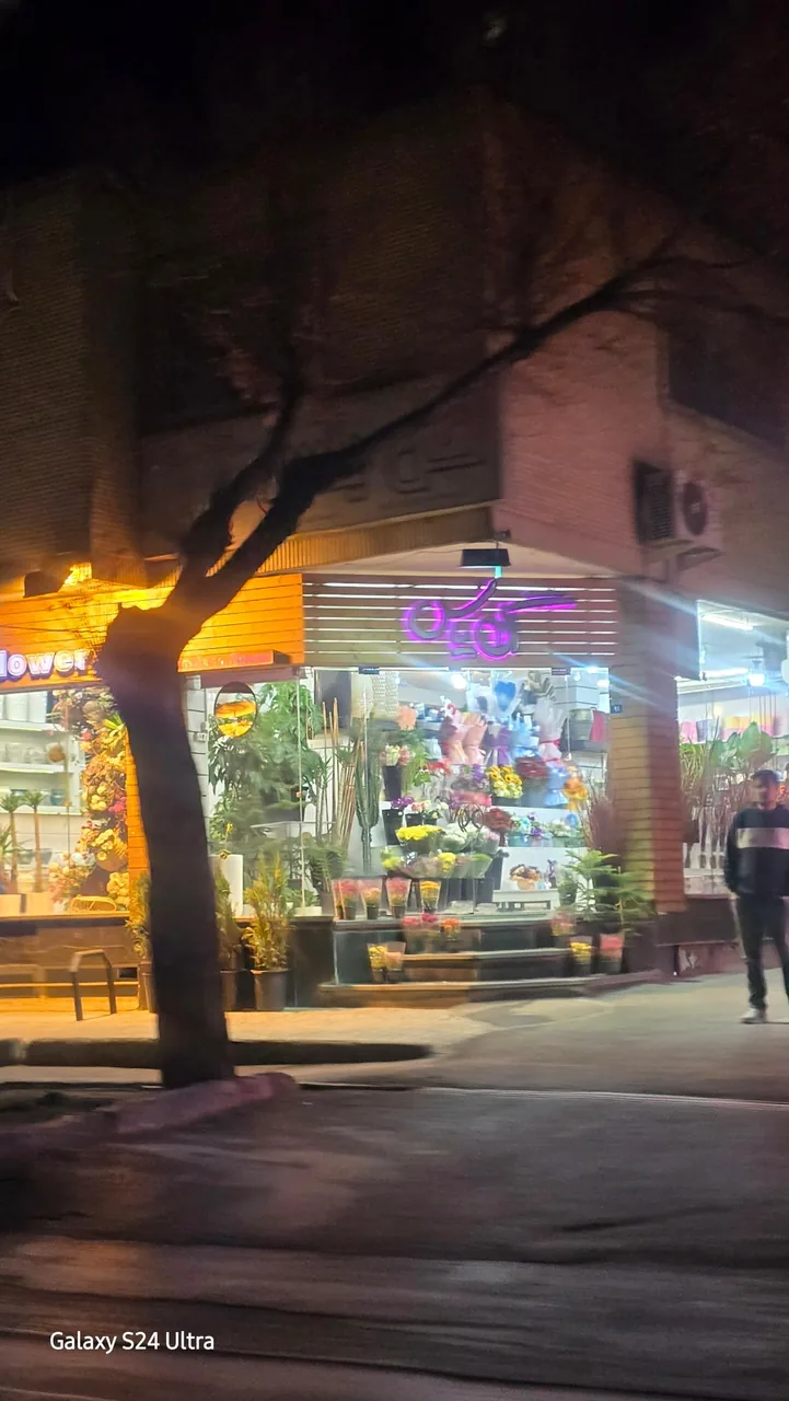 گل یاس (گل روز) - تصویر 3