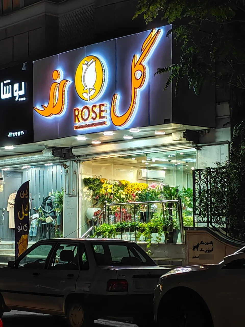 گل رز - تصویر 2